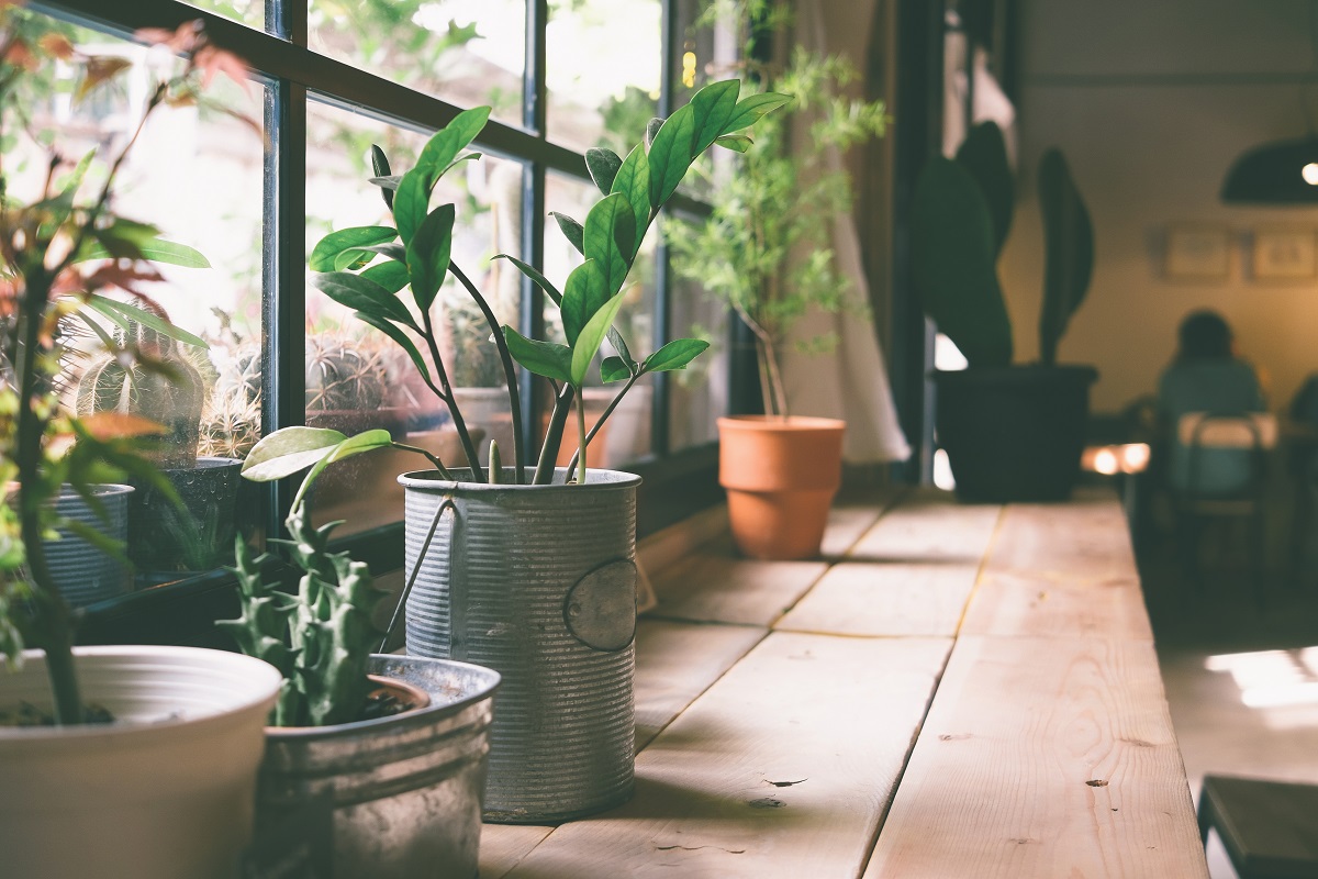 small plant by the window